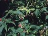 Beaux plans d'été québécois: cueillette de framboises sauvages, mère et enfants. Beaux gros plans de framboises