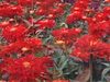Gros plans sur fleurs, puis jardin botanique