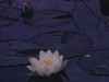 Jardin botanique Montréal: cygnes et nénuphars, canards, roue à aubes et fleurs