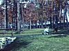 Automne, promenade dans parc nature en famille -enfants et poussette. Feuilles au sol, bébé pousse son landau. Fillette court autour et joue