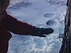Gros plan sur chalumeau sur un érable. cabane à sucre. Fillette essaie de boire à même le chalumeau en sortant la langue (beau plan) - petit garçon aussi