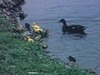 Canard et toute la famille de canetons très nombreux au bord de l'étang - cane suivie de ses canetons - campagne printemps