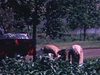 Cueillette de fèves jaunes dans le potager, beaux gros plans de mains pleines de fèves. -récoltes - automne