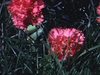 Fleurs, fillette pose parmi les fleurs. pousse une petite brouette jouet sur le bord de la clôture et s'assit