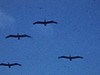Floride - vol de pélicans dans le ciel