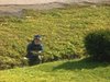 Automne - enfant qui arrose des arbustes, puis joue dans le sable