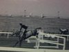 Spectacle de chevaux, sauts d'obstacles dans un stade extérieur avec des gradins vides. Fanfare, un homme chevauche une autruche et fait le tour du stade. Un homme et une autruche font du vélo, etc.