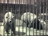 Zoo et cirque années 30: ours en cage, tigre, panorama du site (ces plans se trouvent également sur le film 0711)