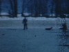 Hiver: hockey sur la patinoire publique, équipe organisée, petits garçons de Roxboro, quelques beaux plans de montées