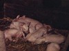 Bébés cochons tètent maman cochon couchée sur le côté dans le foin, gros plan sur la portée de cochonnets roses. Tètent avec énergie - très beau plan