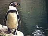 Parc Lafontaine: renard et plan d'ensemble avec  un totem. oursons, canards blancs autour de la grande fontaine. homme vient vers la caméra et s'assoit sur un banc