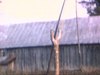Maison de campagne, petit garçon se promène en tracteur jouet, père sort de la maison et le regarde jouer, automobile et tracteur de ferme