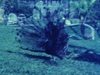 Petite fille et grand-mère au jardin zoologique, paon - voyage dans le sud