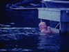 Enfants se baignent au lac près du chalet, ils jouent avec un pneu flottant, un garçon se sèche assis sur le quai, famille fait un pique-nique dans la forêt, garçon sourit à la caméra