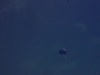 Tempête du siècle (historique) parachutiste dans le ciel, atterrit dans un champ enneigé.