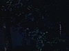 Chalet en forêt, terrain et arbres, - images parfois sombres