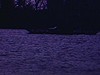 Vue d'une rivière à partir d'un quai, une femme dans une automobile regarde la rivière, des hommes à l'extérieur debout sur le quai, zoom sur un poisson mort