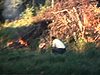 Un homme et une petite fille près d’un feu de branches dans la forêt, un homme pioche pour faire un jardin près du feu