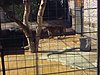 Zoo de Saint-Félicien, tigres, lions, singes, zèbres et autruches dans leurs cages