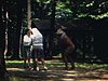 Des gens mangent à une table à pique-nique dans un parc; un homme et deux religieuses pompent de l’eau dans la forêt