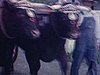 Foire agricole, deux boeufs en avant tirent un chariot, un fermier à côté avec un fouet (probablement Upper Canada Village - reconstitution historique)