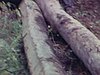 Des hommes accrochent des billots de bois derrière un camion avec un canot sur le toit, ils défrichent la terre pour le chalet, un homme près des cordes à linge