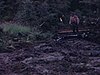 Des hommes défrichent une terre autour du chalet, enlève les troncs d’arbres morts, bulldozer, rénovation du chalet
