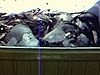 Poissons morts dans une glacière, dans un champ