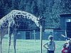 Au zoo, une femme entourée d’enfants essaie de nourrir une girafe, les enfants courent après une chèvre