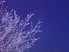 Hiver, neige dans un ciel très bleu, peau de mouffette sur la neige, un homme marche à travesr...