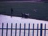 Des enfants s’amusent sur le bord de l’eau avec un chien, une petite fille sort de la cour pour rejoindre deux petits garçons 